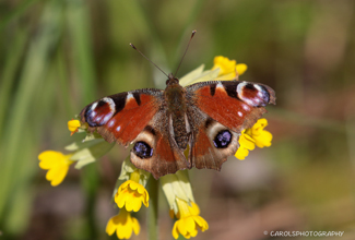PEACOCK (Aglais io)
